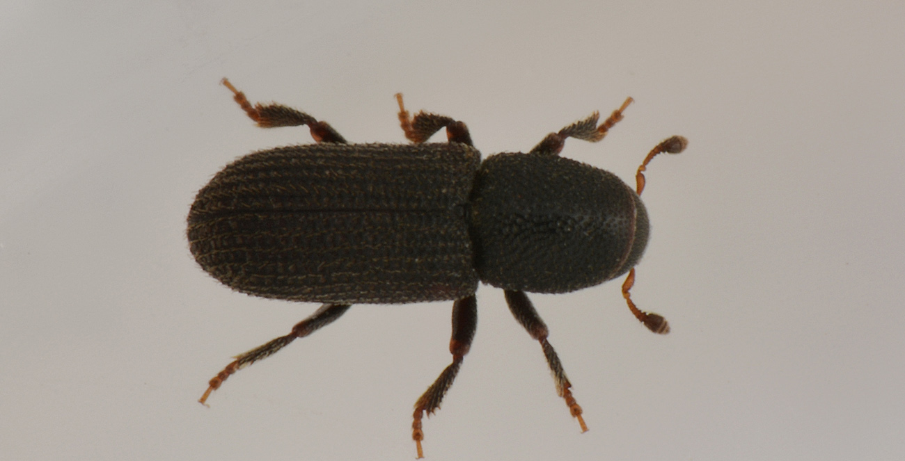 Scolytidae: Hylastes cfr. linearis